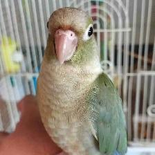 handfed baby Violet conure