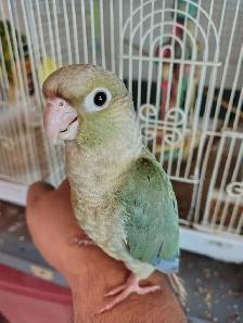 handfed baby Violet conure - Photo 2
