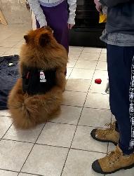 Dog Training - Photo 7
