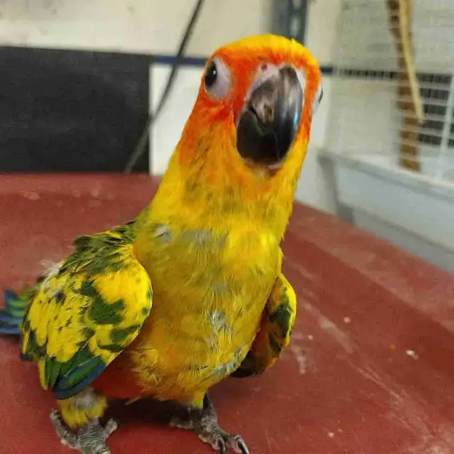 hand fed baby sun conure