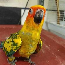 hand fed baby sun conure