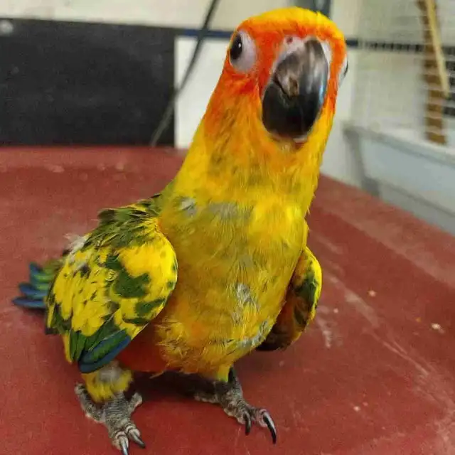 handfed baby sun conure