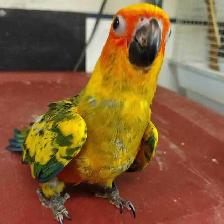 handfed baby sun conure