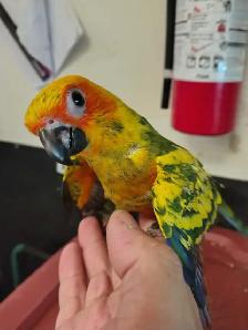 handfed baby sun conure - Photo 2