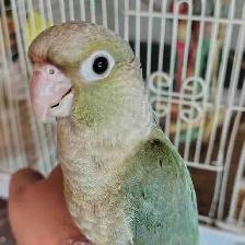 handfed baby Violet conure