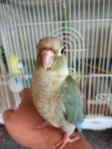 handfed baby Violet conure - Photo 2