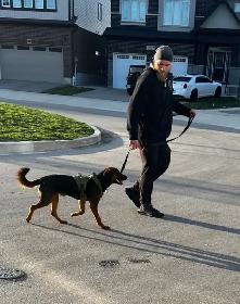 Dog Training - Photo 2