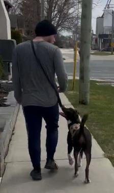 Dog Training - Photo 5