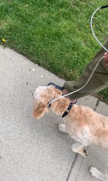 Dog Training - Photo 7