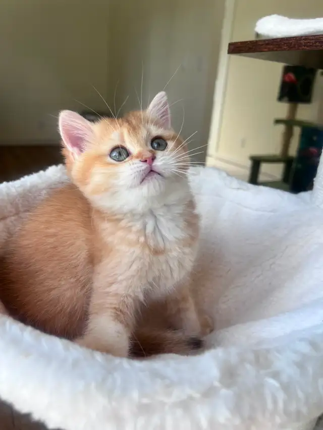 Golden British shorthair kittens/ Chocolate and Colorpoint