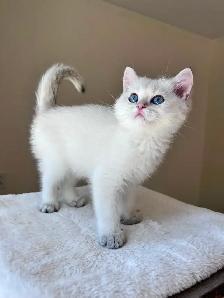 Golden British shorthair kittens/ Chocolate and Colorpoint - Photo 2
