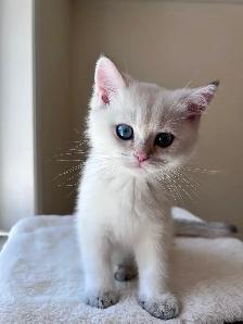 Golden British shorthair kittens/ Chocolate and Colorpoint - Photo 7