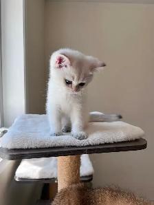 Golden British shorthair kittens/ Chocolate and Colorpoint - Photo 9