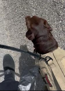 Professional Dog Walker - Photo 5