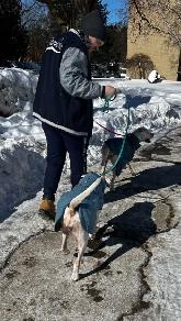 Dog Walker - Photo 4
