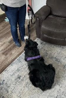 Dog Walker - Photo 5