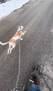 Dog Walker - Photo 7