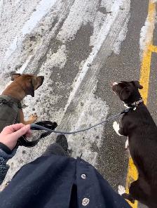 Dog Walker - Photo 8