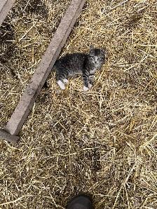 Barn kittens - Photo 5