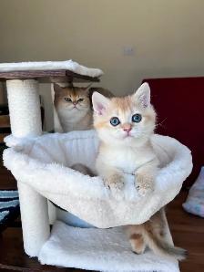 British shorthair Golden kittens|Blue& Turquoise eyes|TICA - Photo 3