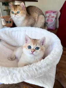 British shorthair Golden kittens|Blue& Turquoise eyes|TICA - Photo 4
