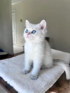 British shorthair Golden kittens|Blue& Turquoise eyes|TICA - Photo 6