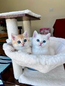 British shorthair Golden kittens|Blue& Turquoise eyes|TICA - Photo 8