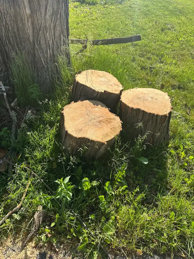 Free firewood
