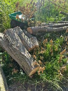 Free firewood - Photo 5