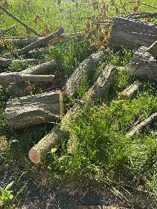 Free firewood - Photo 8