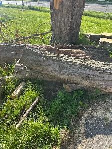 Free firewood - Photo 9
