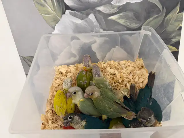 Baby Conures