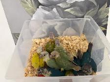 Baby Conures