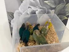Baby Conures - Photo 3