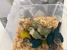 Baby Conures - Photo 5
