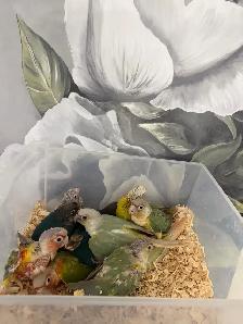 Baby Conures - Photo 6