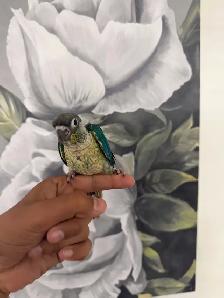 Baby Conures - Photo 8