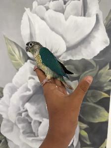 Baby Conures - Photo 9