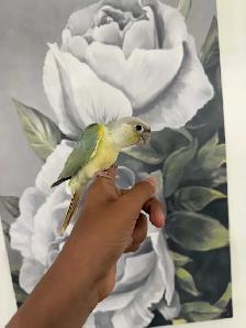 Baby Conures - Photo 10