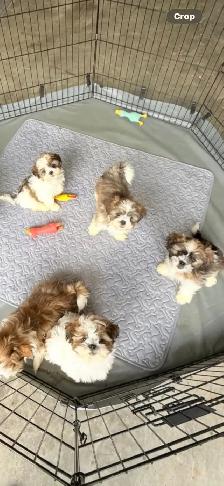 SHIH TZU PUPPIES