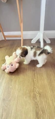 SHIH TZU PUPPIES - Photo 2