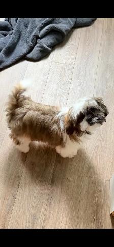 SHIH TZU PUPPIES - Photo 3