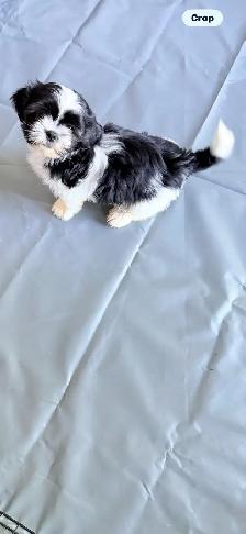 SHIH TZU PUPPIES - Photo 4