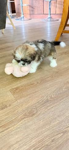 SHIH TZU PUPPIES - Photo 5