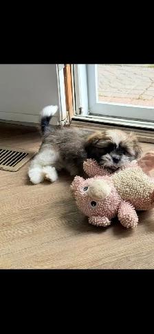 SHIH TZU PUPPIES - Photo 6