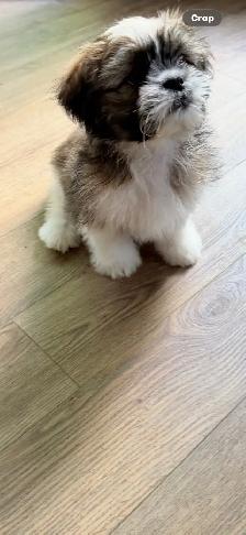 SHIH TZU PUPPIES - Photo 7