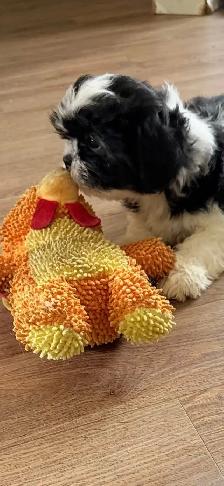 SHIH TZU PUPPIES - Photo 8