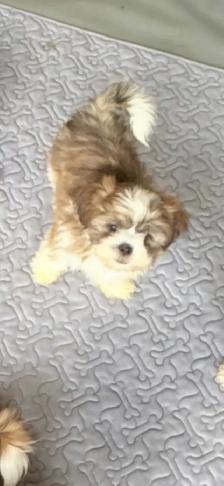 SHIH TZU PUPPIES - Photo 9