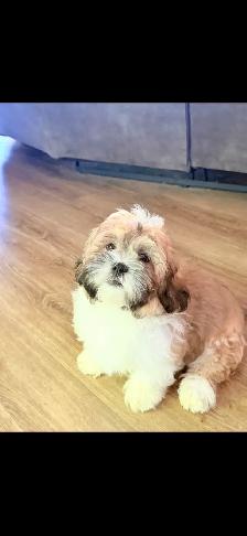 SHIH TZU PUPPIES - Photo 10
