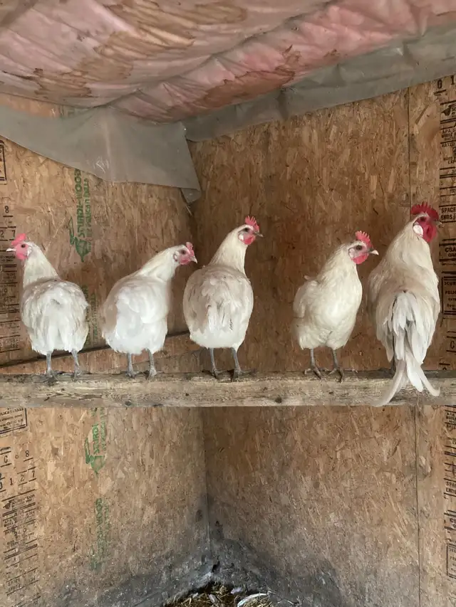 Bresse cross laying hens and roosters